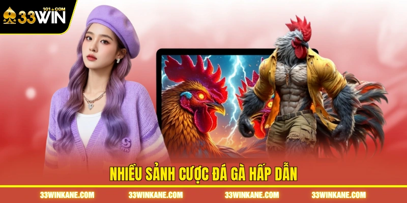 Nhiều sảnh cược đá gà hấp dẫn